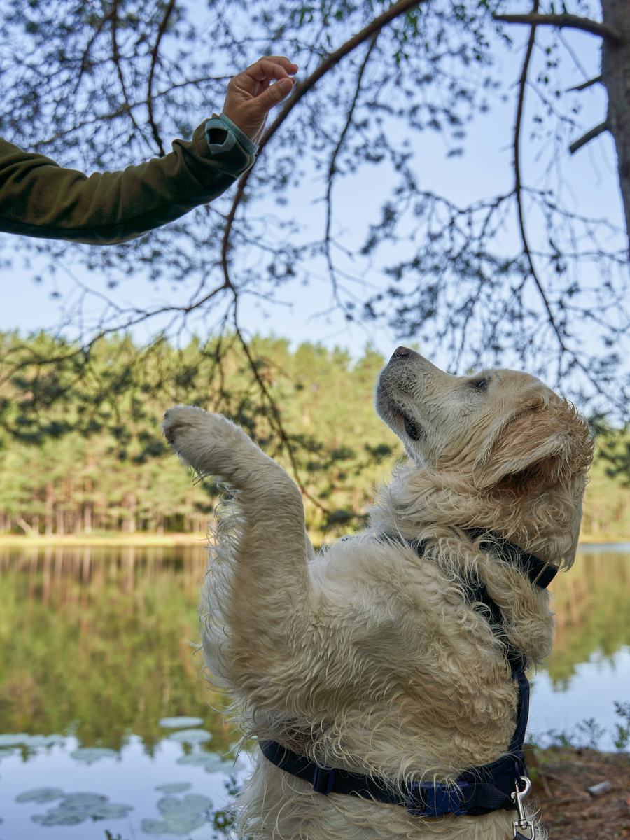 Pet products